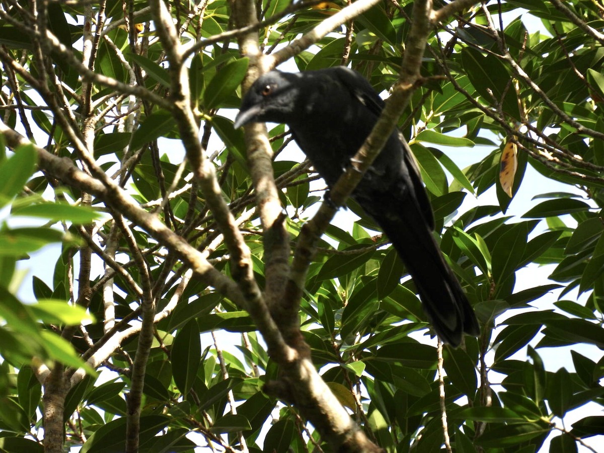 South Melanesian Cuckooshrike - Mayumi Green