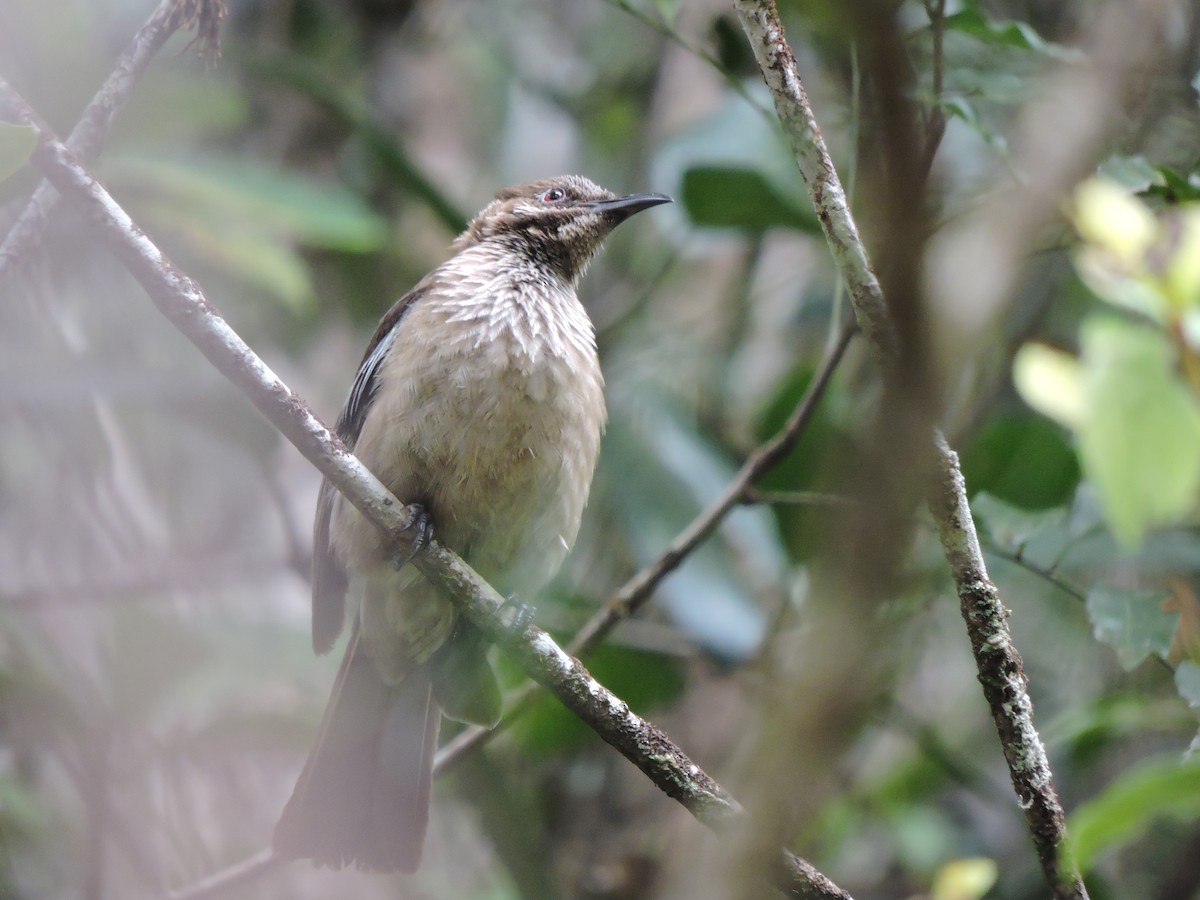 New Caledonian Friarbird - ML320219791