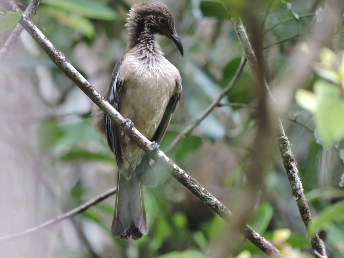 New Caledonian Friarbird - ML320219801