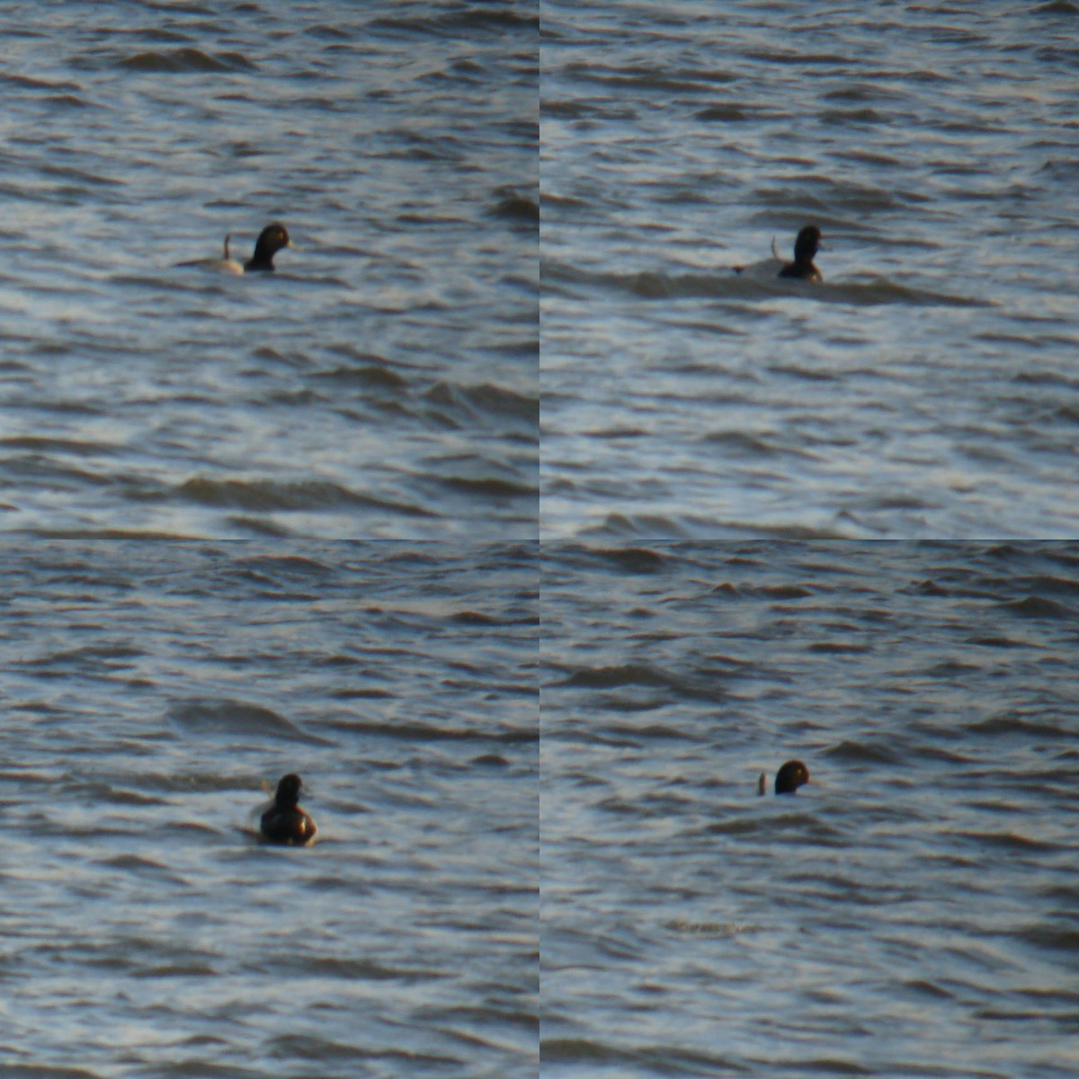 Greater Scaup - ML32022111