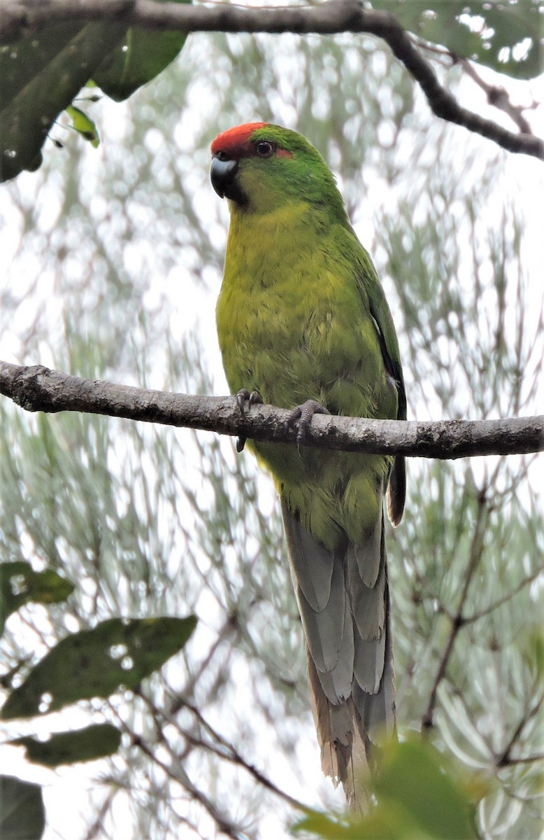 New Caledonian Parakeet - ML320221831