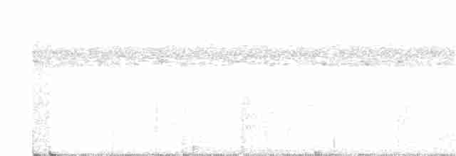 Siffleur mélanésien - ML320224211