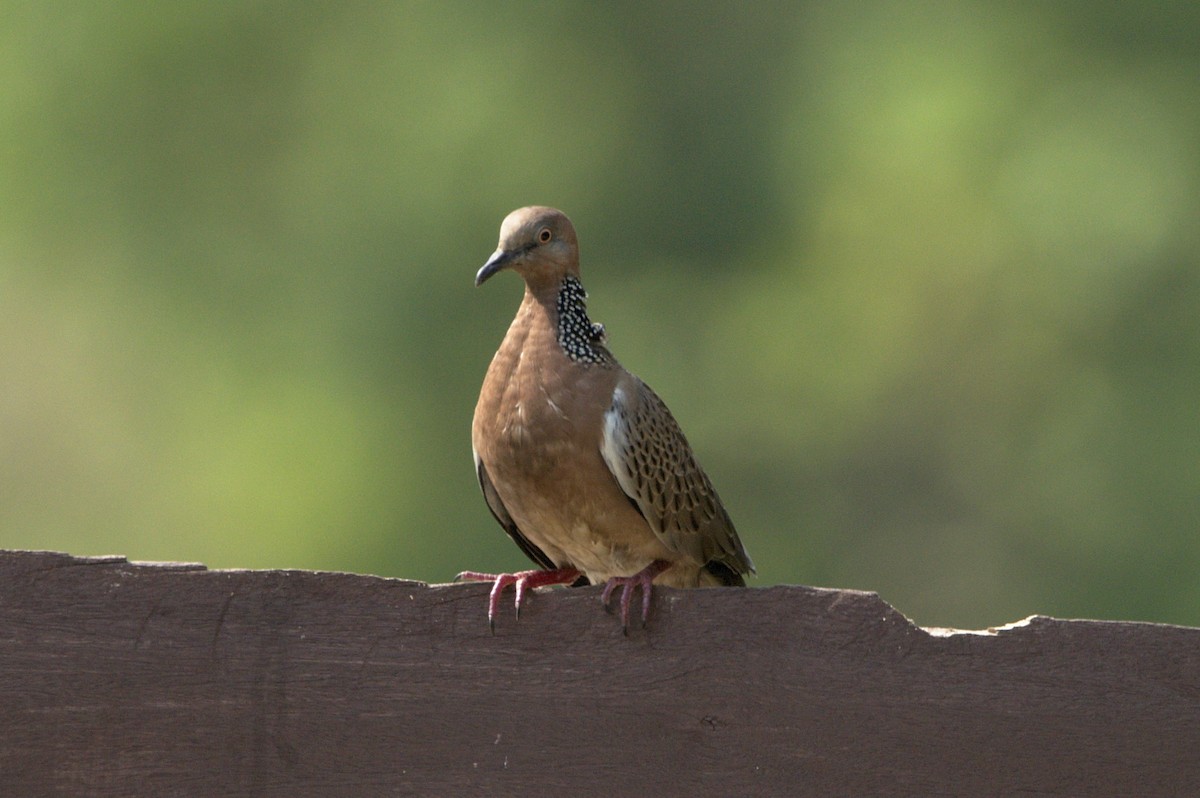 Spotted Dove - Songkran Thongon