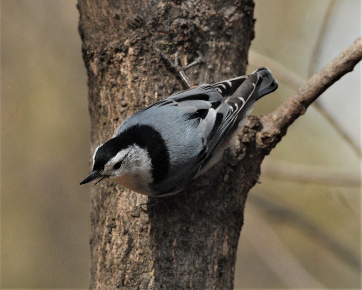 White-breasted Nuthatch (Eastern) - Heather Pickard
