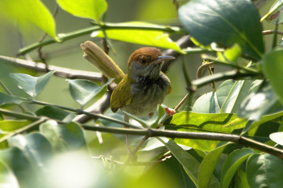 Dark-necked Tailorbird - Songkran Thongon