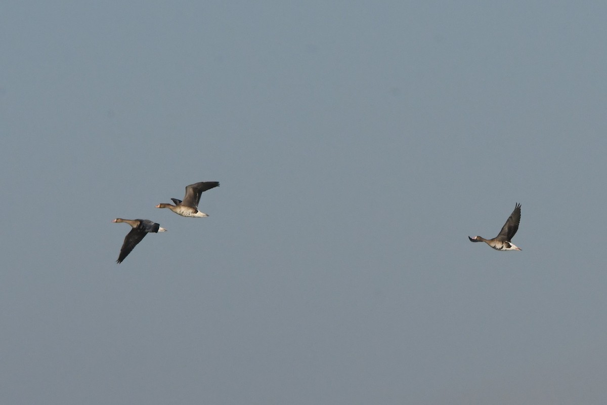 Greater White-fronted Goose - Oriental Stork
