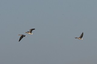 Greater White-fronted Goose, ML320229271