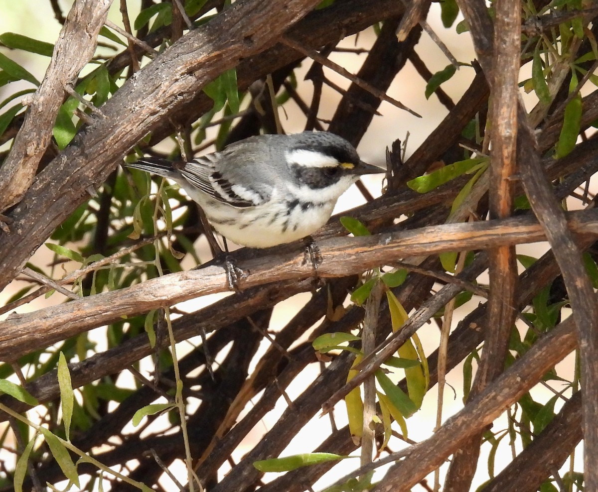 Black-throated Gray Warbler - ML320239121
