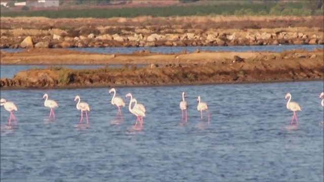Greater Flamingo - ML320241221