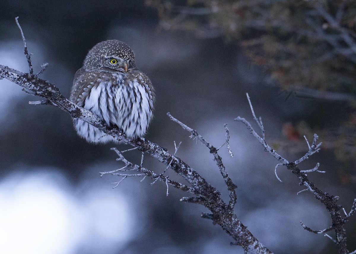 Northern Pygmy-Owl - Maeve Tuley