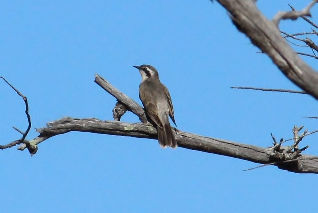 Black-eared Cuckoo - ML32024241