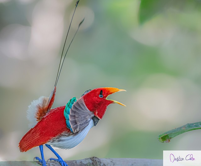 King Bird-of-Paradise - eBird