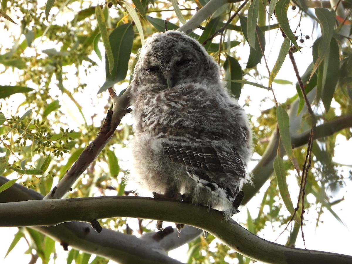 Tawny Owl - ML320248941