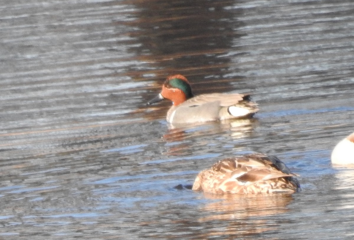 Green-winged Teal - ML320251861
