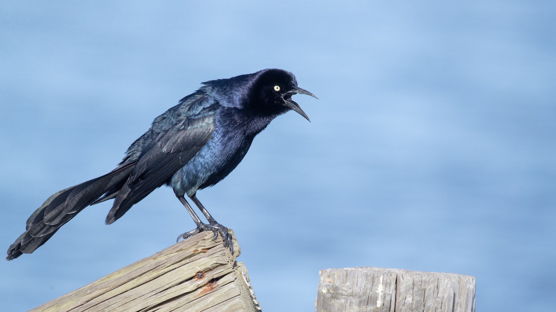 オナガクロムクドリモドキ Mexicanus グループ Ebird