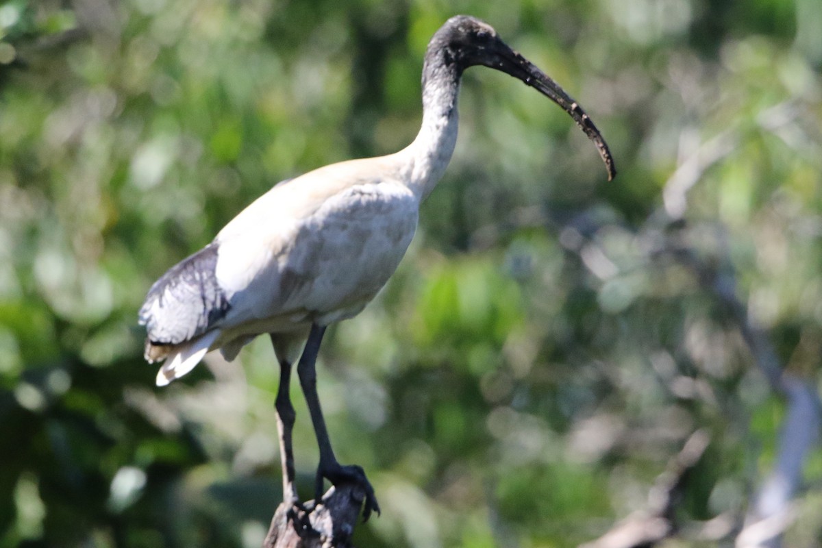 ibis australský - ML32026751