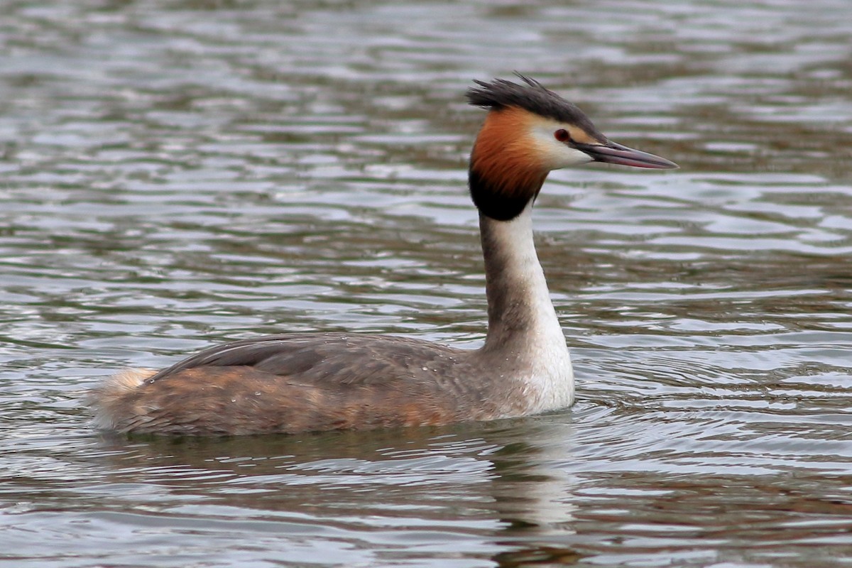 Great Crested Grebe - ML320274461