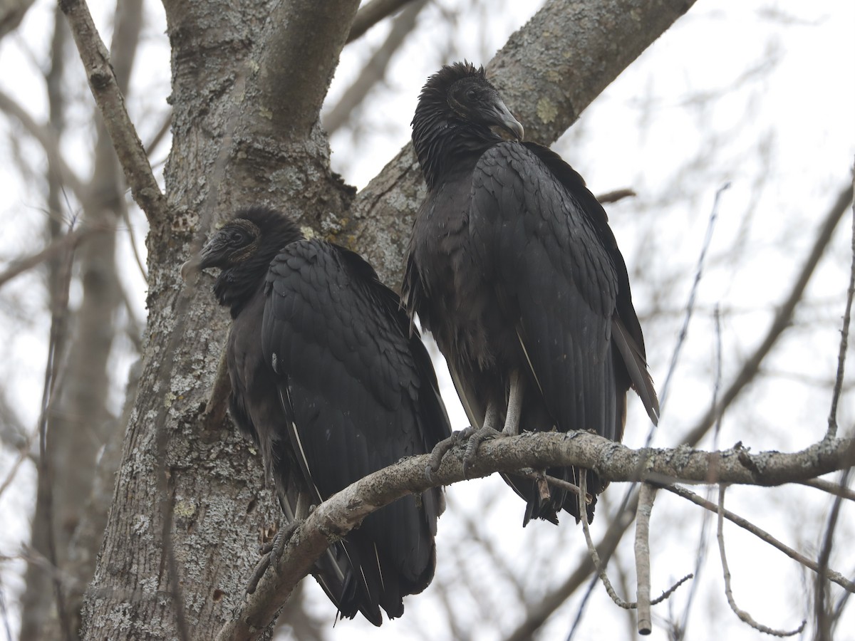 Black Vulture - Ryan Andrew