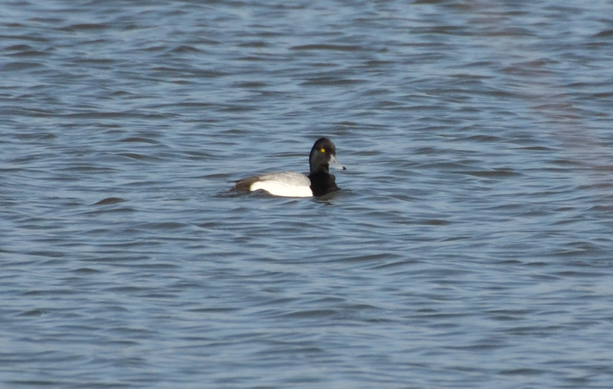 Greater/Lesser Scaup - ML320278411