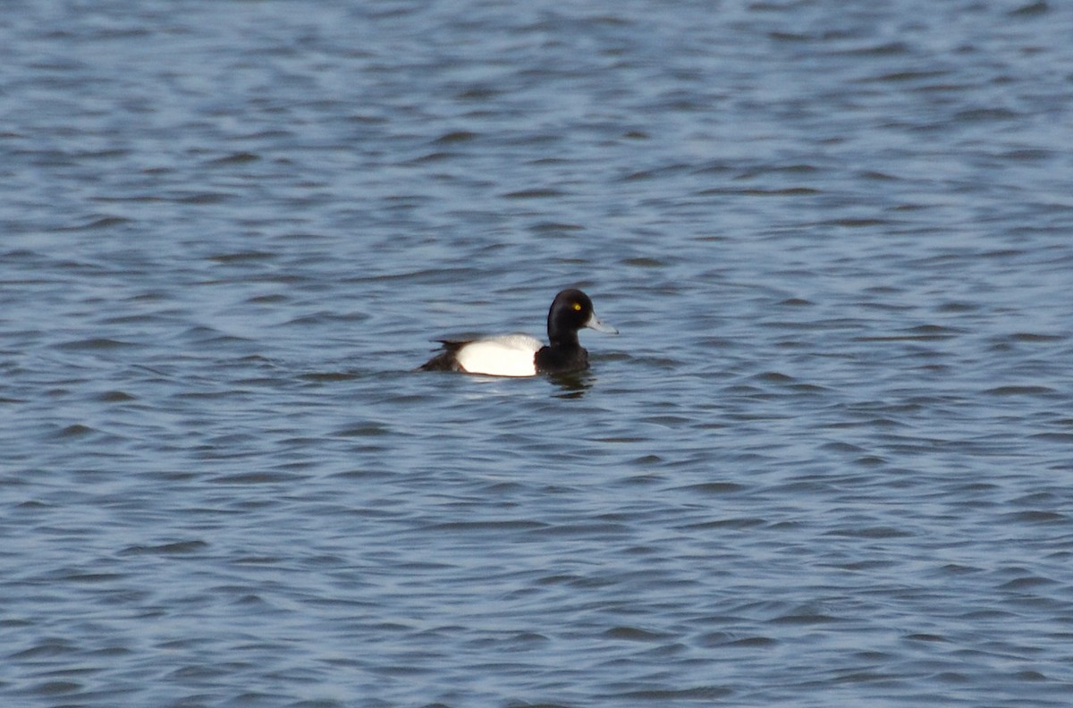 Greater/Lesser Scaup - ML320278441