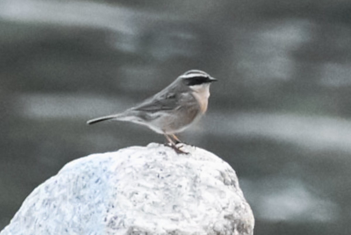 Brown Accentor - ML320279931