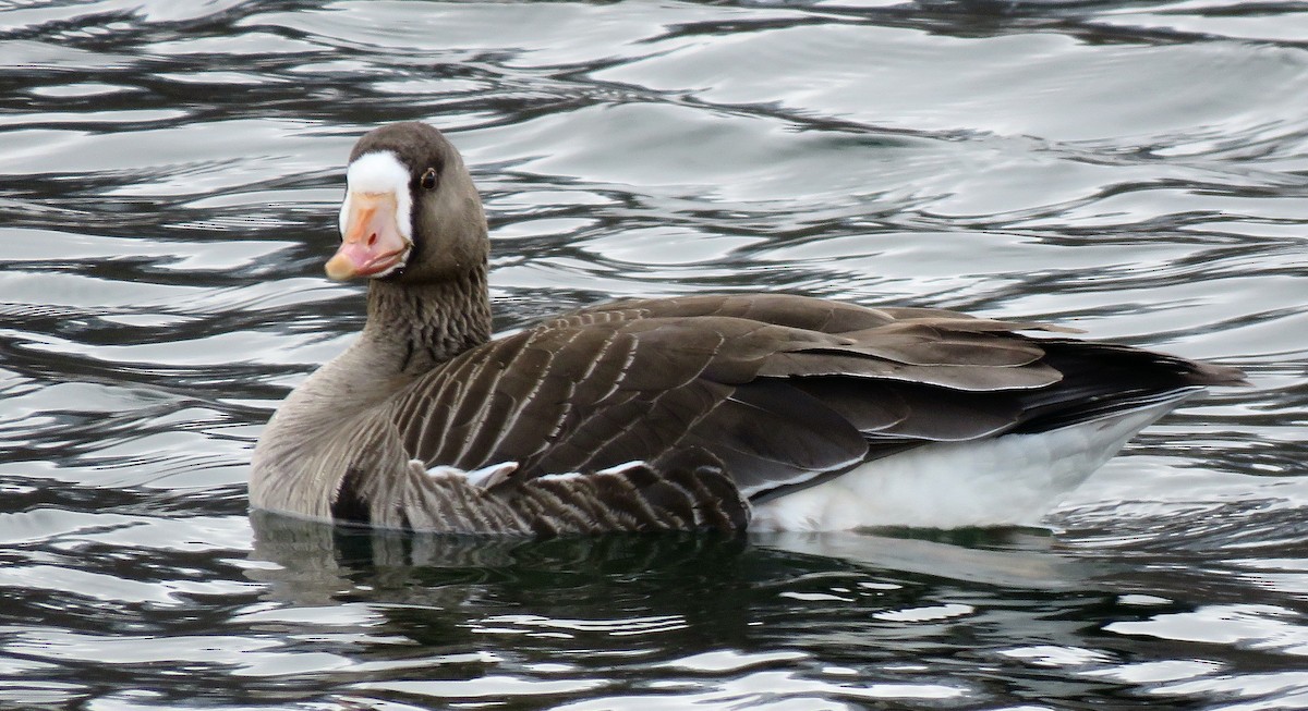 Greater White-fronted Goose - ML320280051