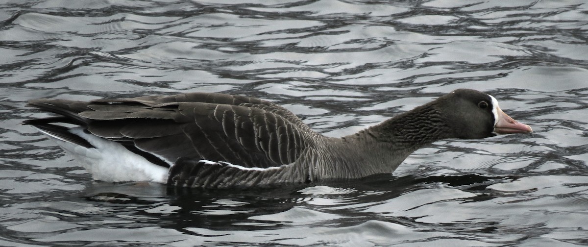 Greater White-fronted Goose - ML320280861