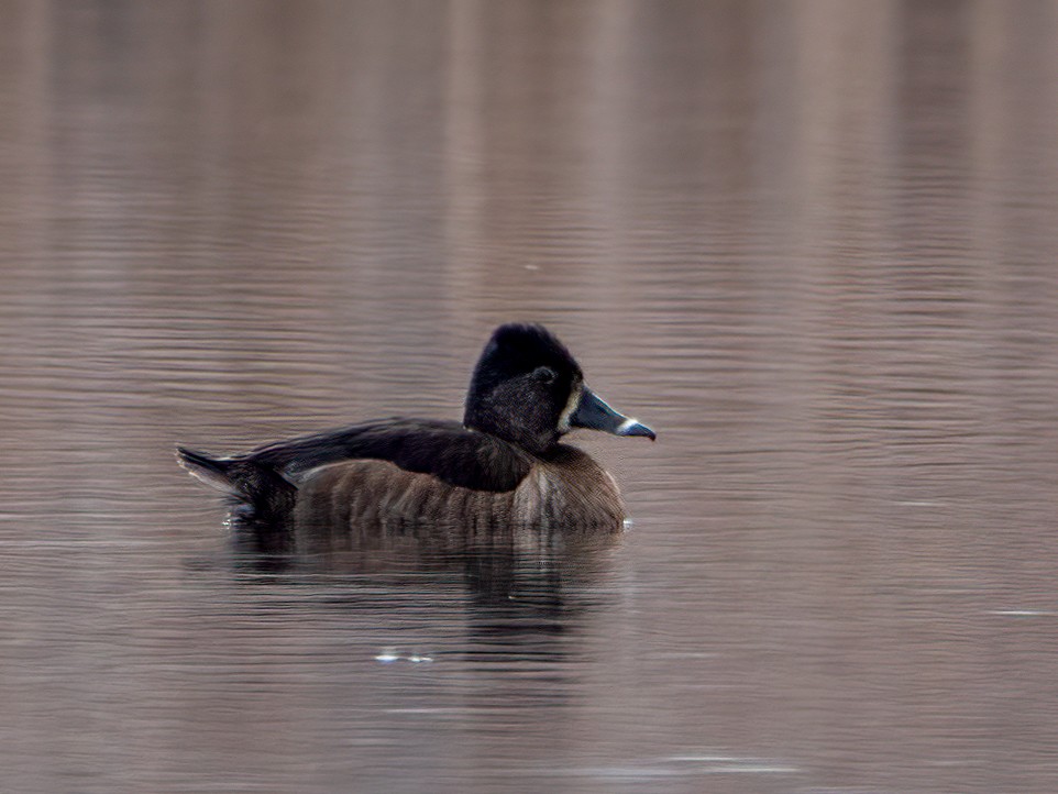 Ring-necked Duck - Mike Affinito