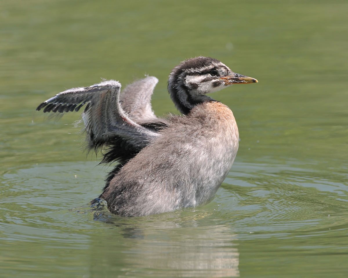 Red-necked Grebe - ML32028441