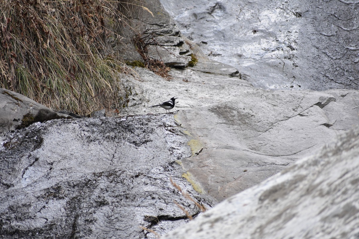 Spotted Forktail - ML320285791