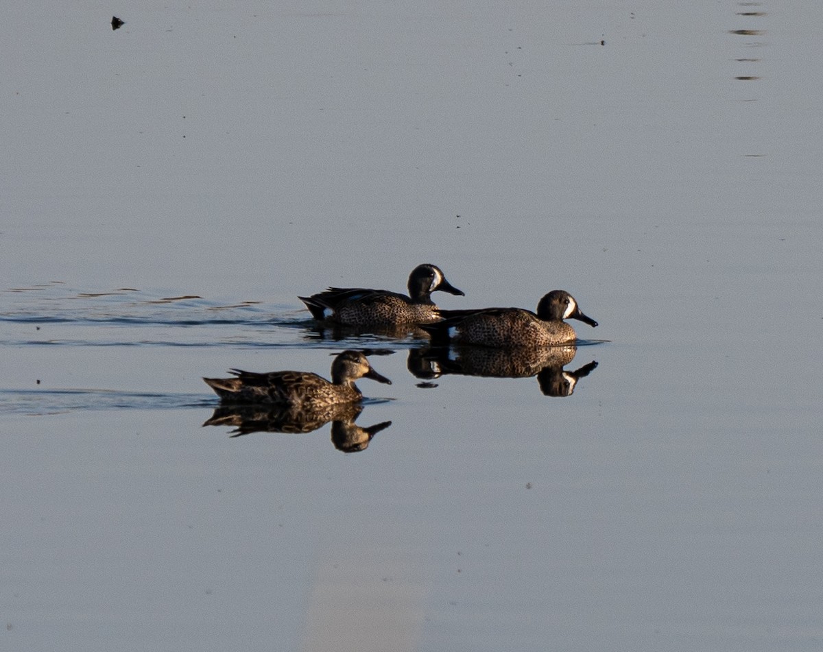 Blue-winged Teal - ML320286131