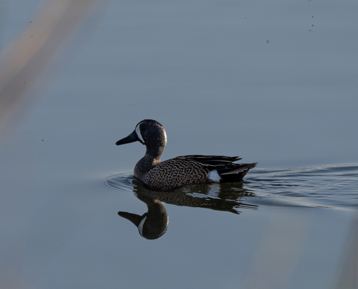 Blue-winged Teal - ML320286141