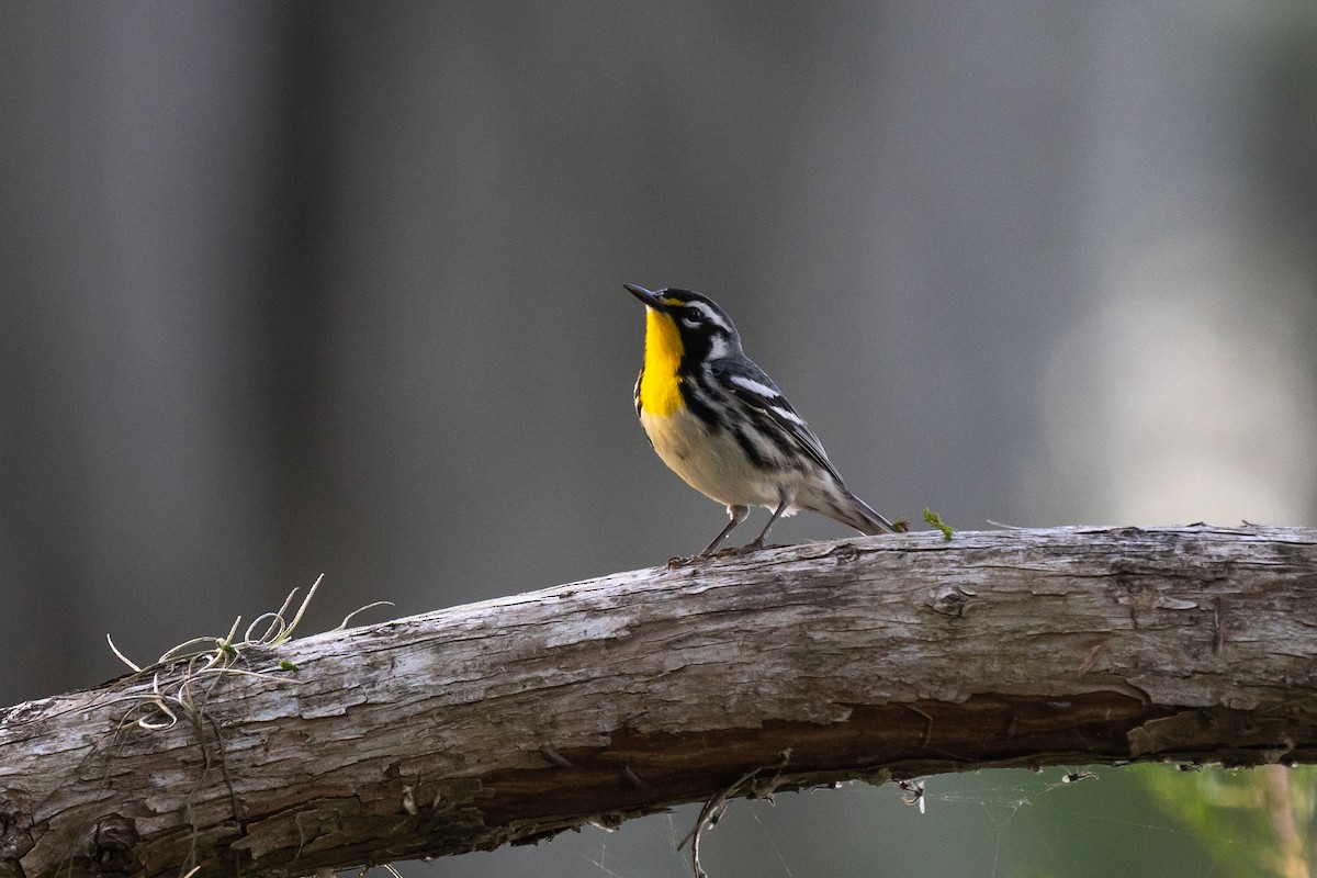 Yellow-throated Warbler - Justin Bright