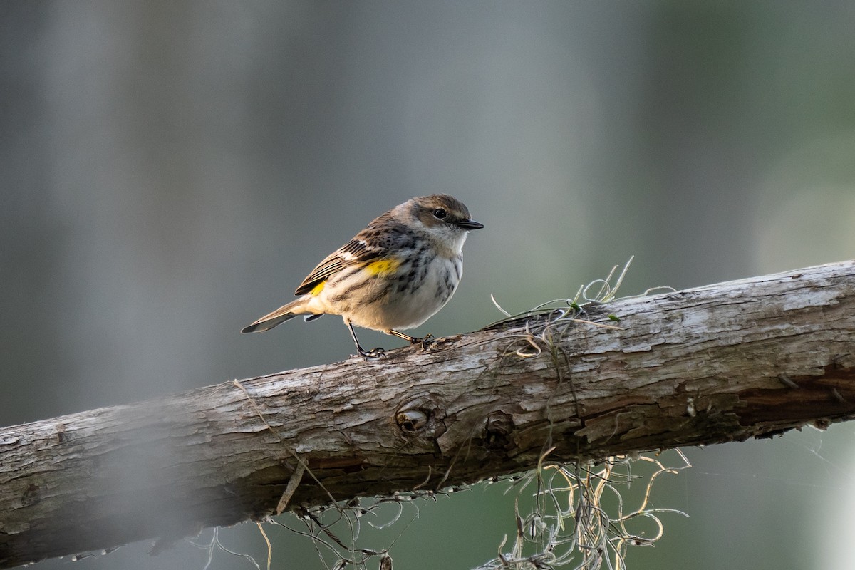 Yellow-rumped Warbler - Justin Bright