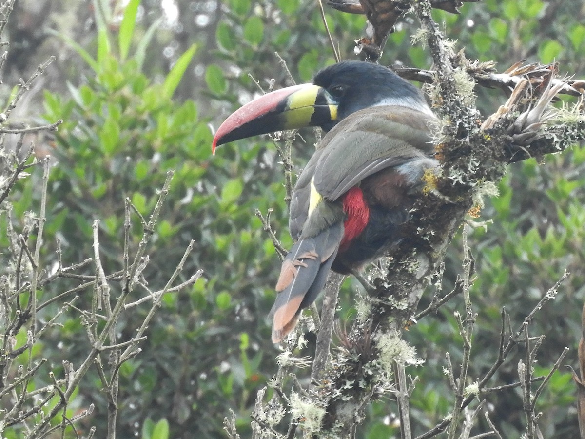 Gray-breasted Mountain-Toucan - ML320288961