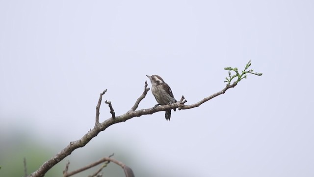 Brown-capped Pygmy Woodpecker - ML320291621