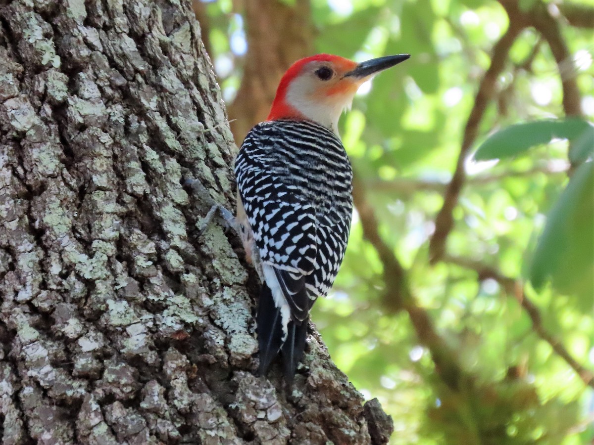 Red-bellied Woodpecker - ML320296571