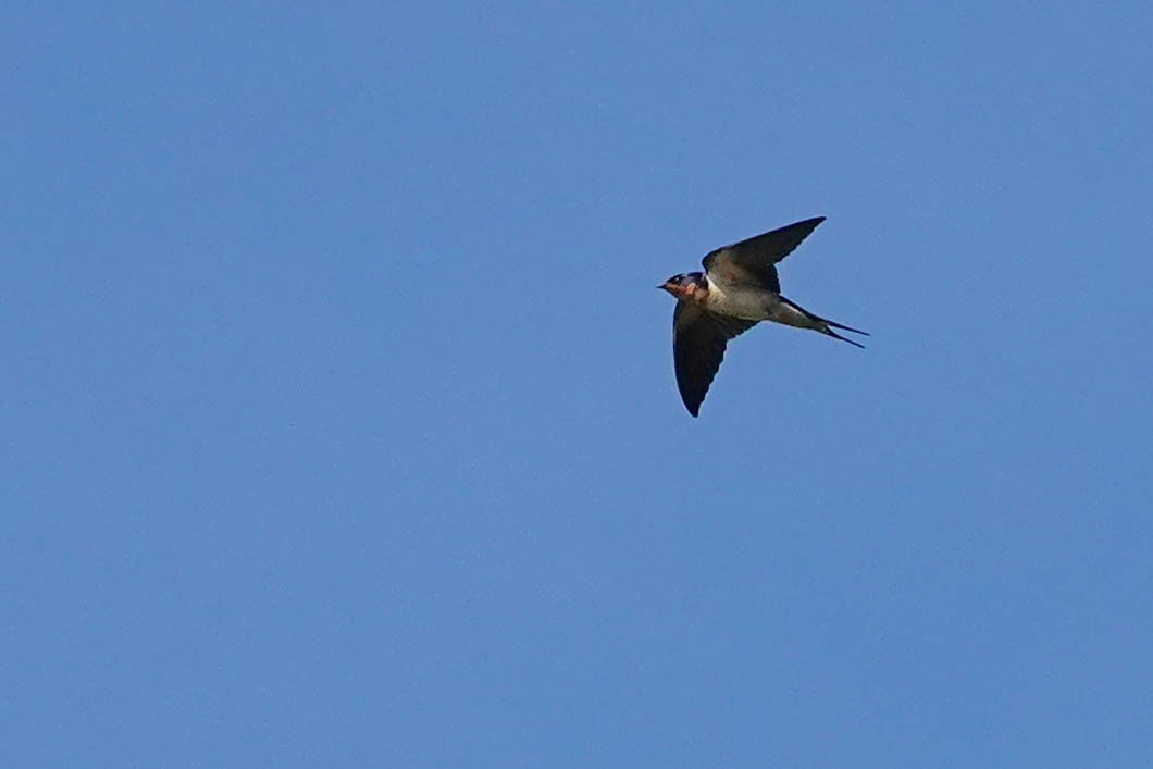 Barn Swallow - ML320296671