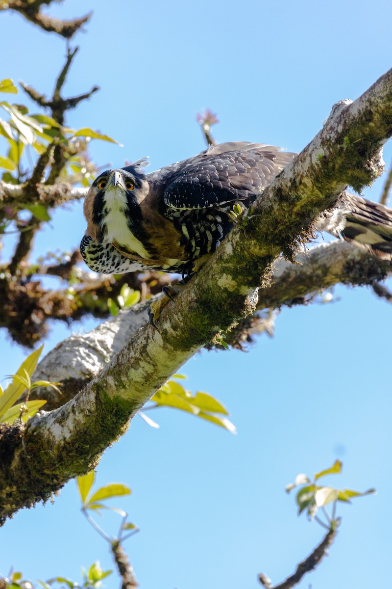Ornate Hawk-Eagle - Calíope Rojas
