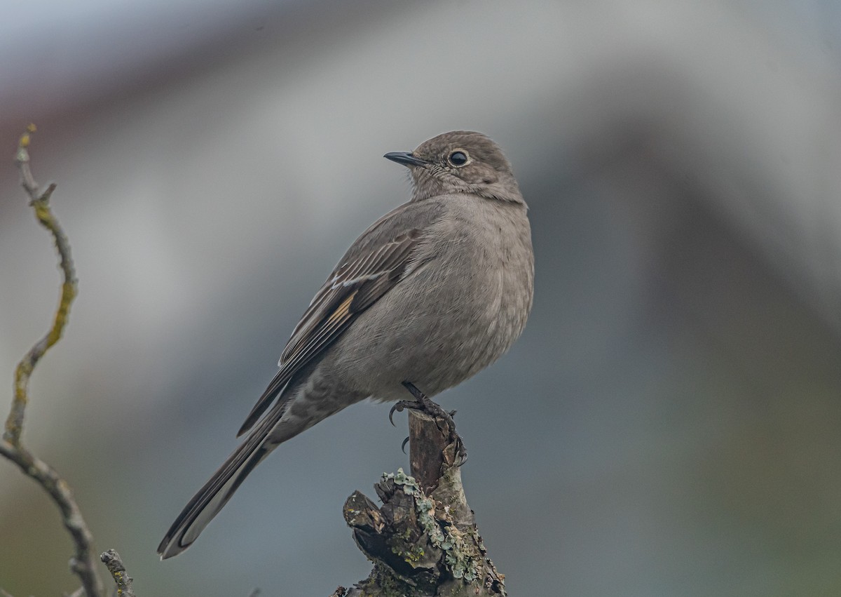 Townsend's Solitaire - ML320302411