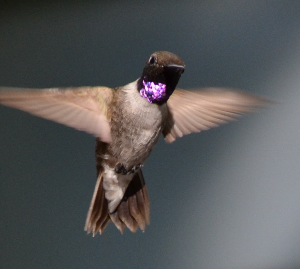 Black-chinned Hummingbird - Alician Hall