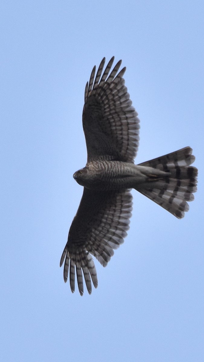 Eurasian Sparrowhawk - ML320311881