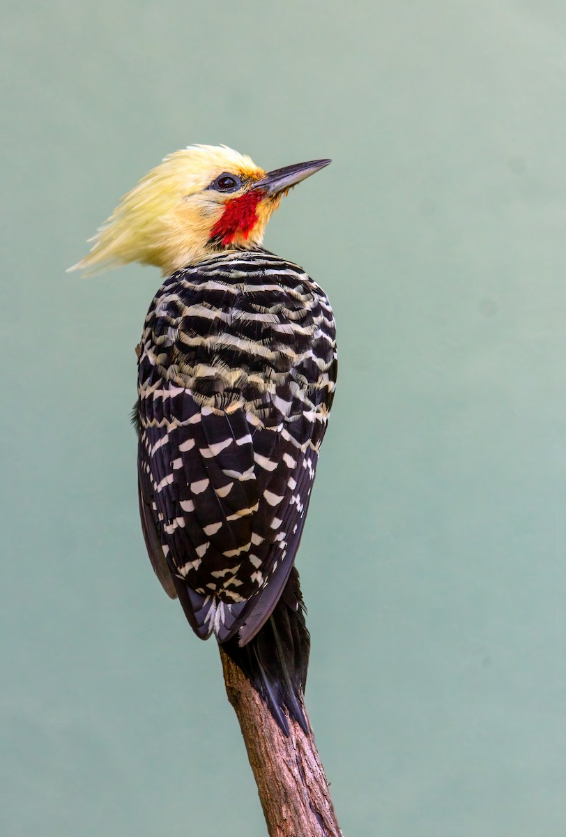 Blond-crested Woodpecker - Fernando Farias
