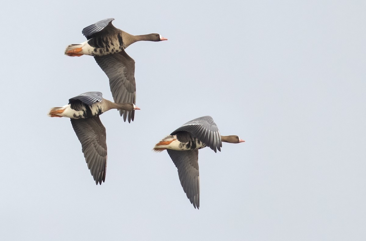 Greater White-fronted Goose - ML320315091