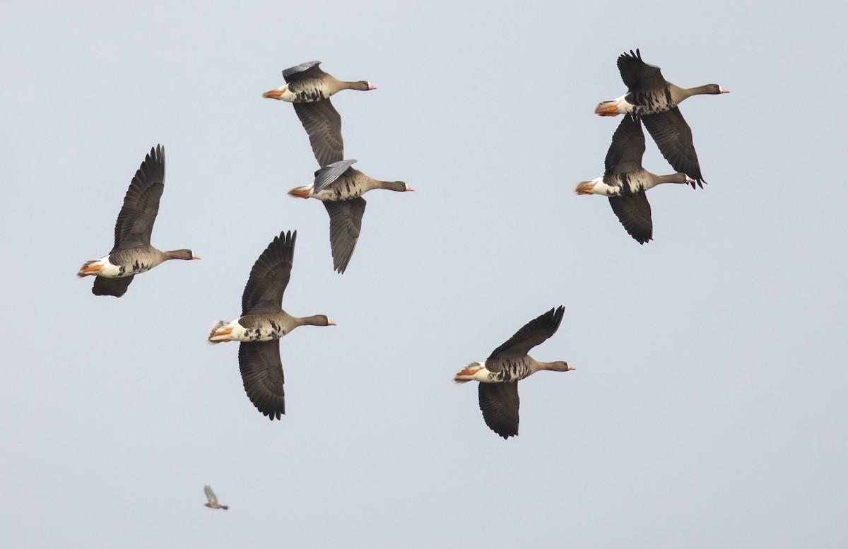 Greater White-fronted Goose - ML320315101