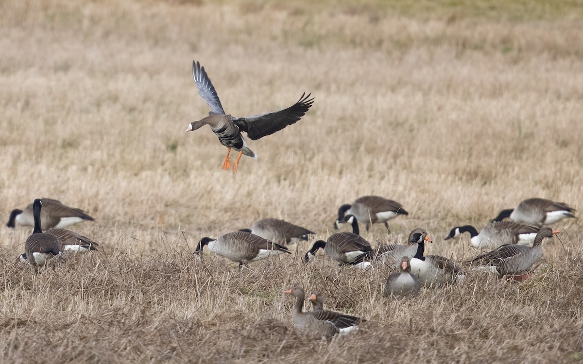 Greater White-fronted Goose - ML320315111