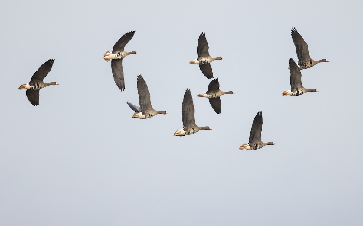 Greater White-fronted Goose - ML320315121