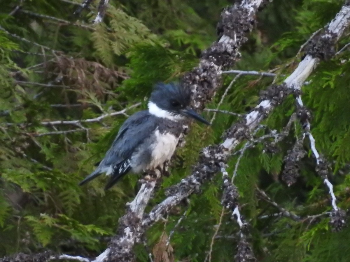 Belted Kingfisher - ML320315531