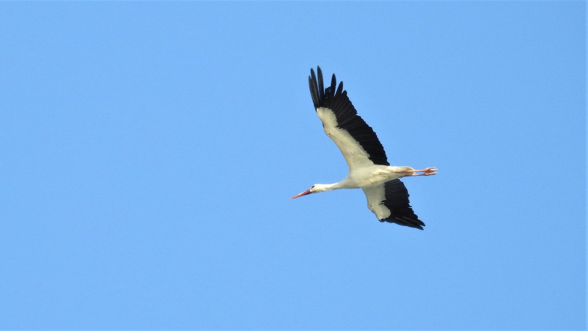 White Stork - Ahmet Yasin Ergenç