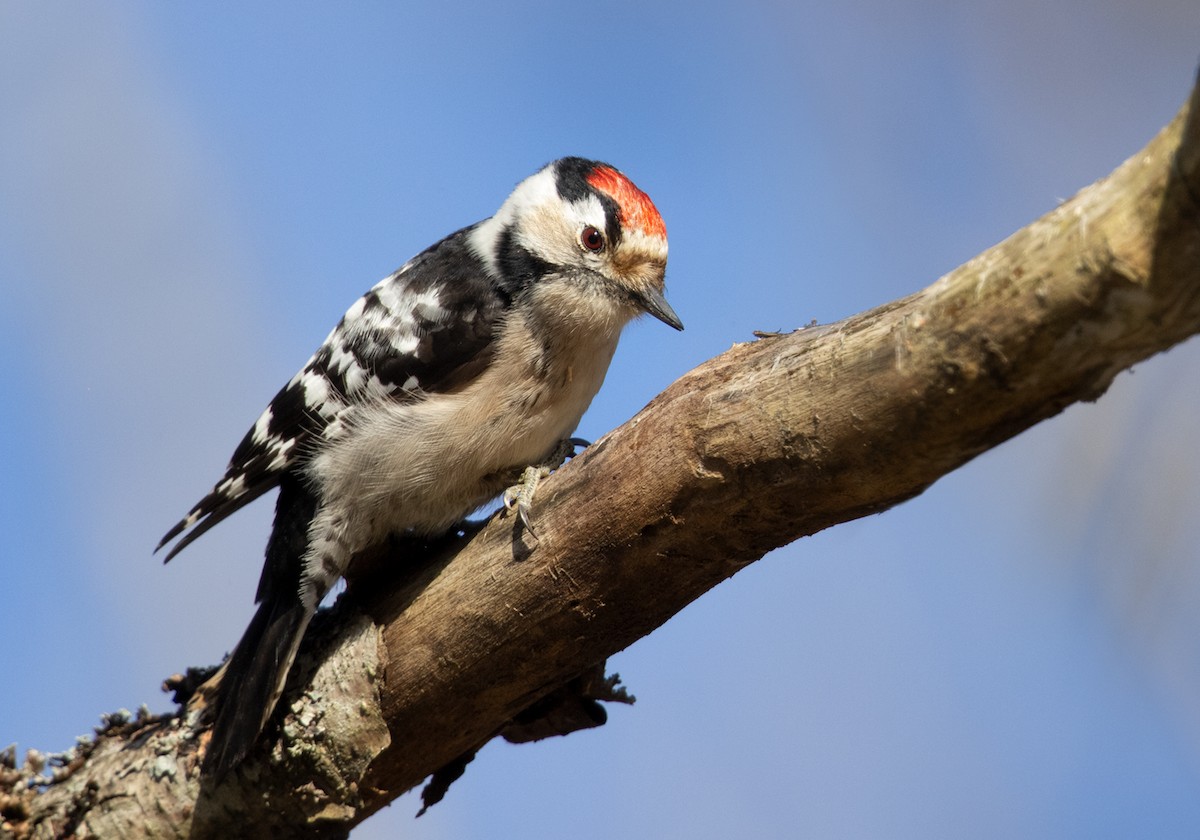 Lesser Spotted Woodpecker - Lars Petersson | My World of Bird Photography